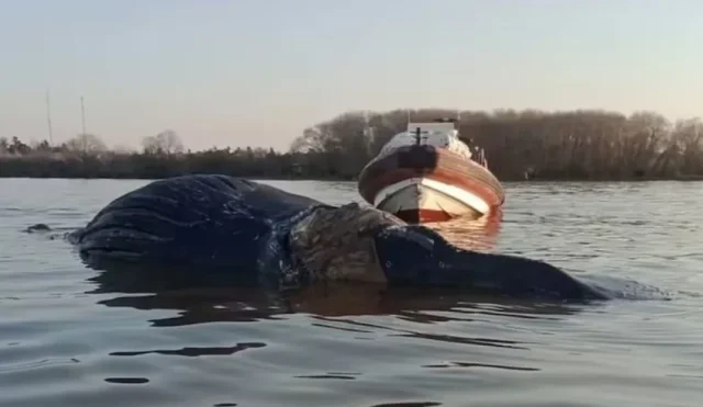 ballena