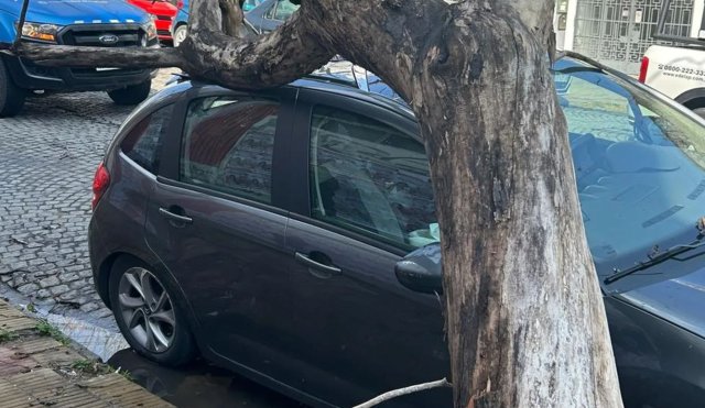 ARBOL