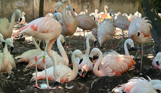 flamencos